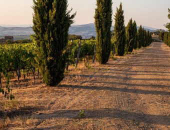 winery-head-scaled