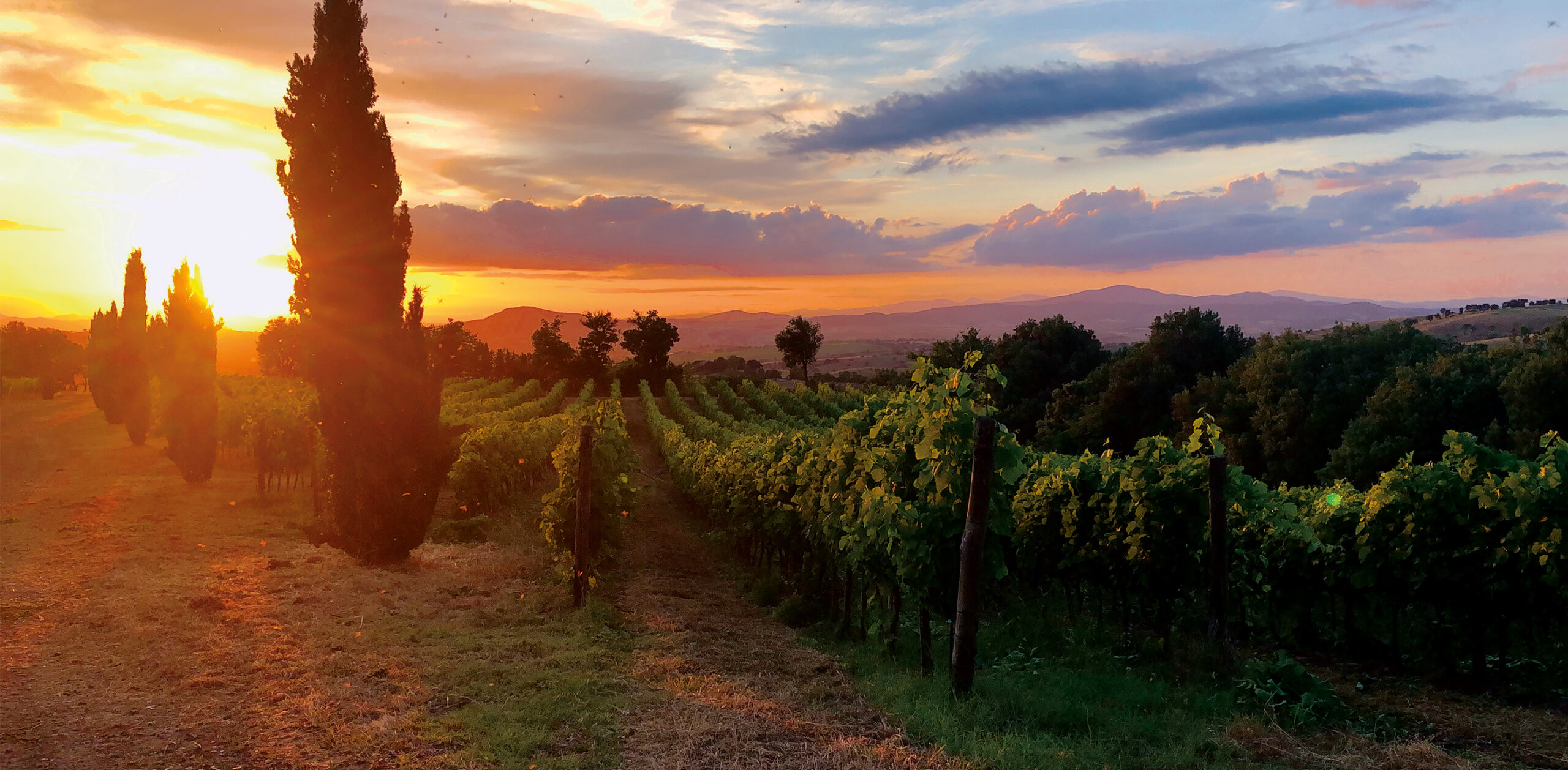 Terra Nera Weingut Titel